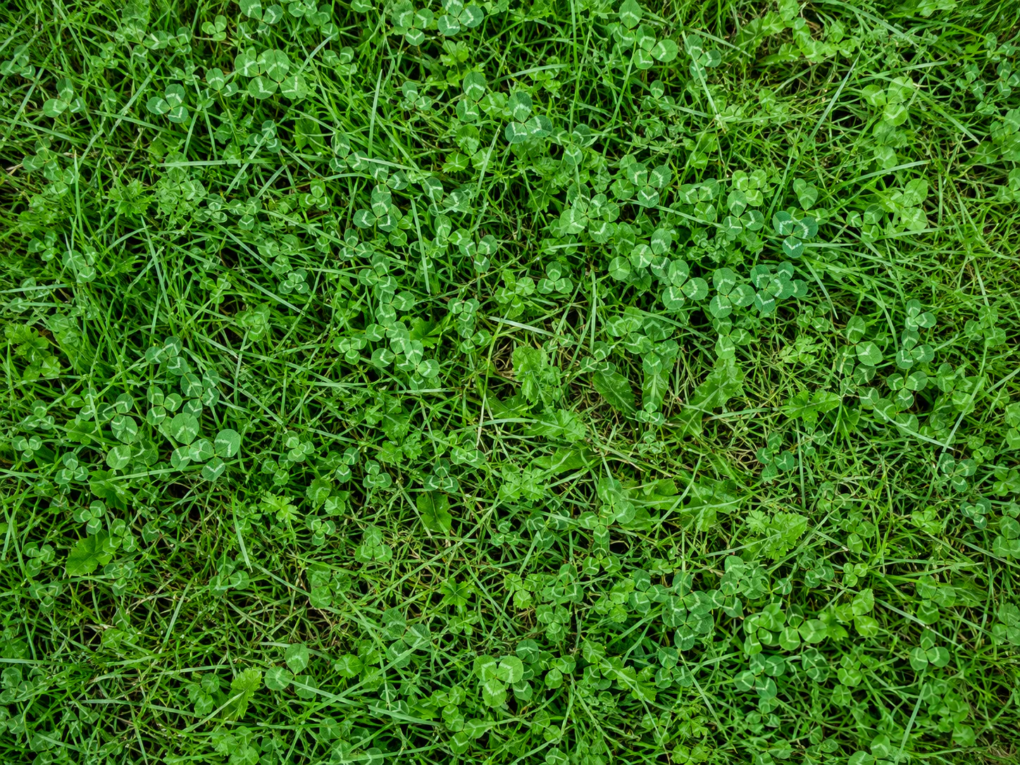 Edited result: Synthetic outdoor image with a date stamp over dense grass and clover, before and after one edit