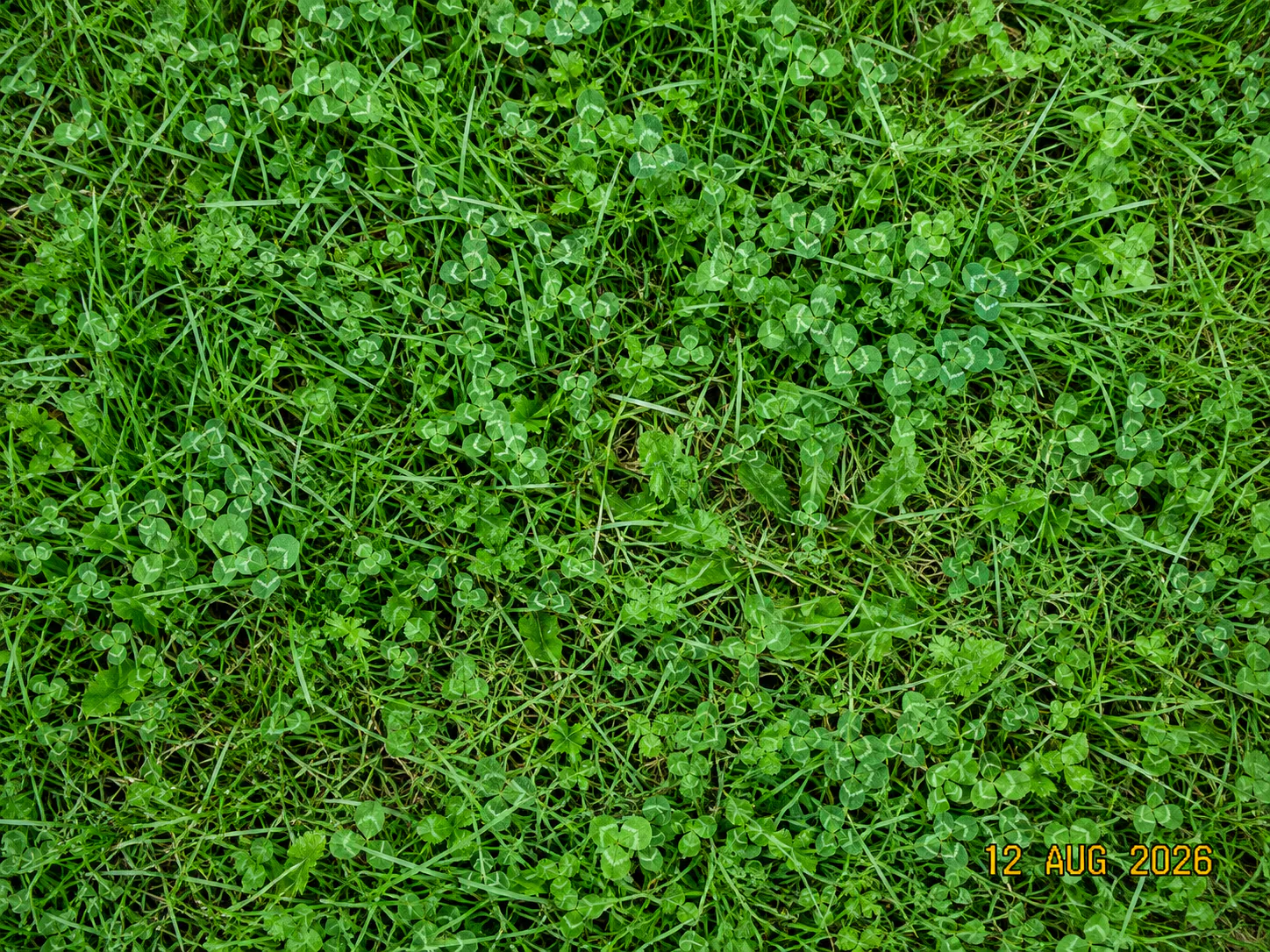 Synthetic input: Synthetic outdoor image with a date stamp over dense grass and clover, before and after one edit